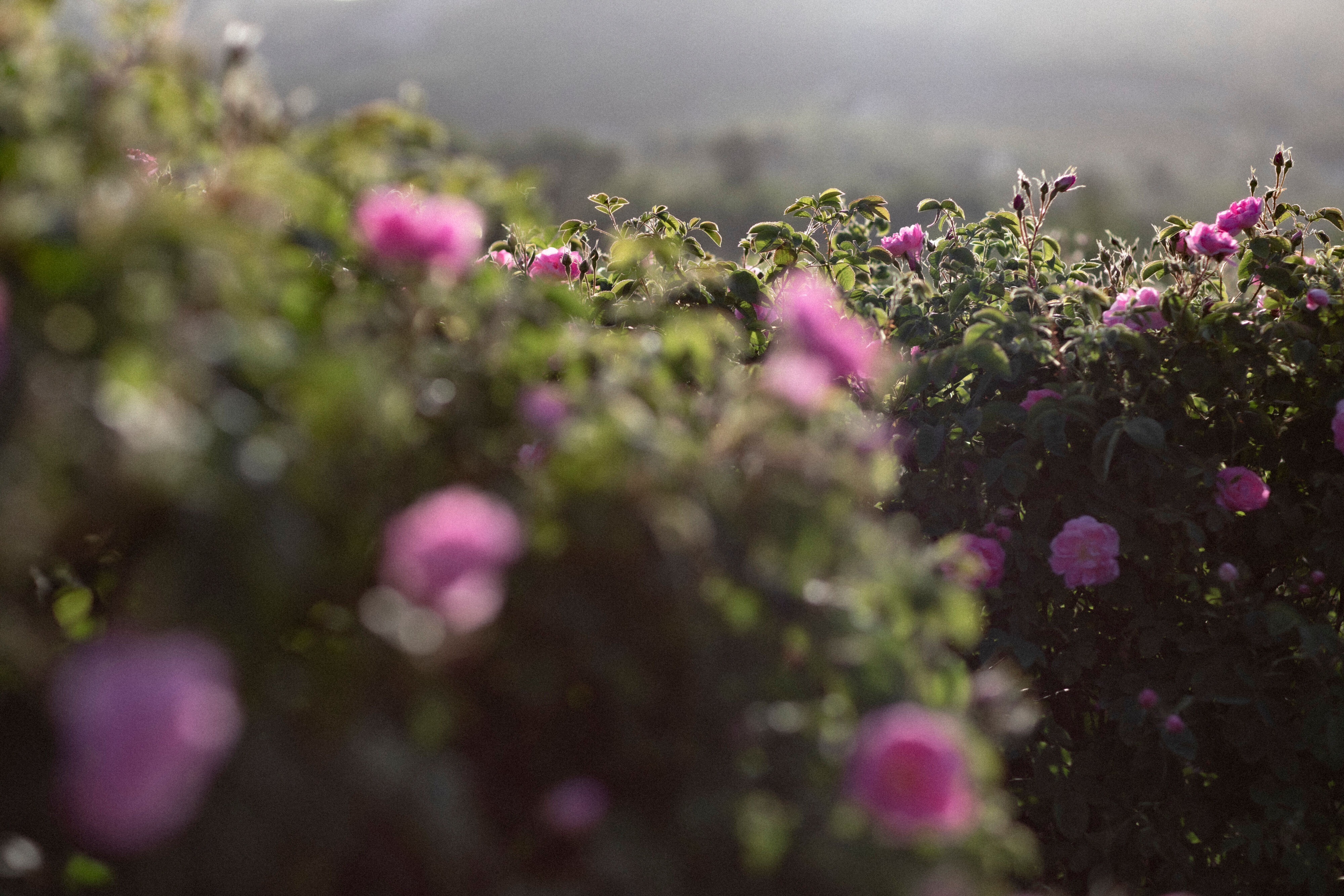 【Note更新】Dr.ハウシュカのすばらしさを紐解く5回コラム