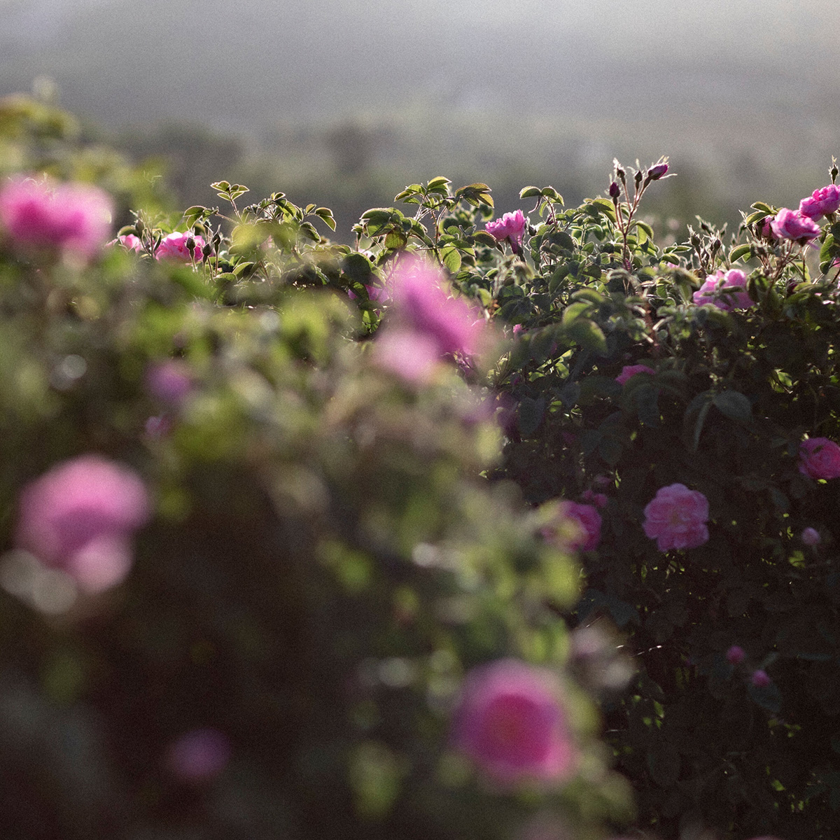 【Note更新】Dr.ハウシュカのすばらしさを紐解く5回コラム