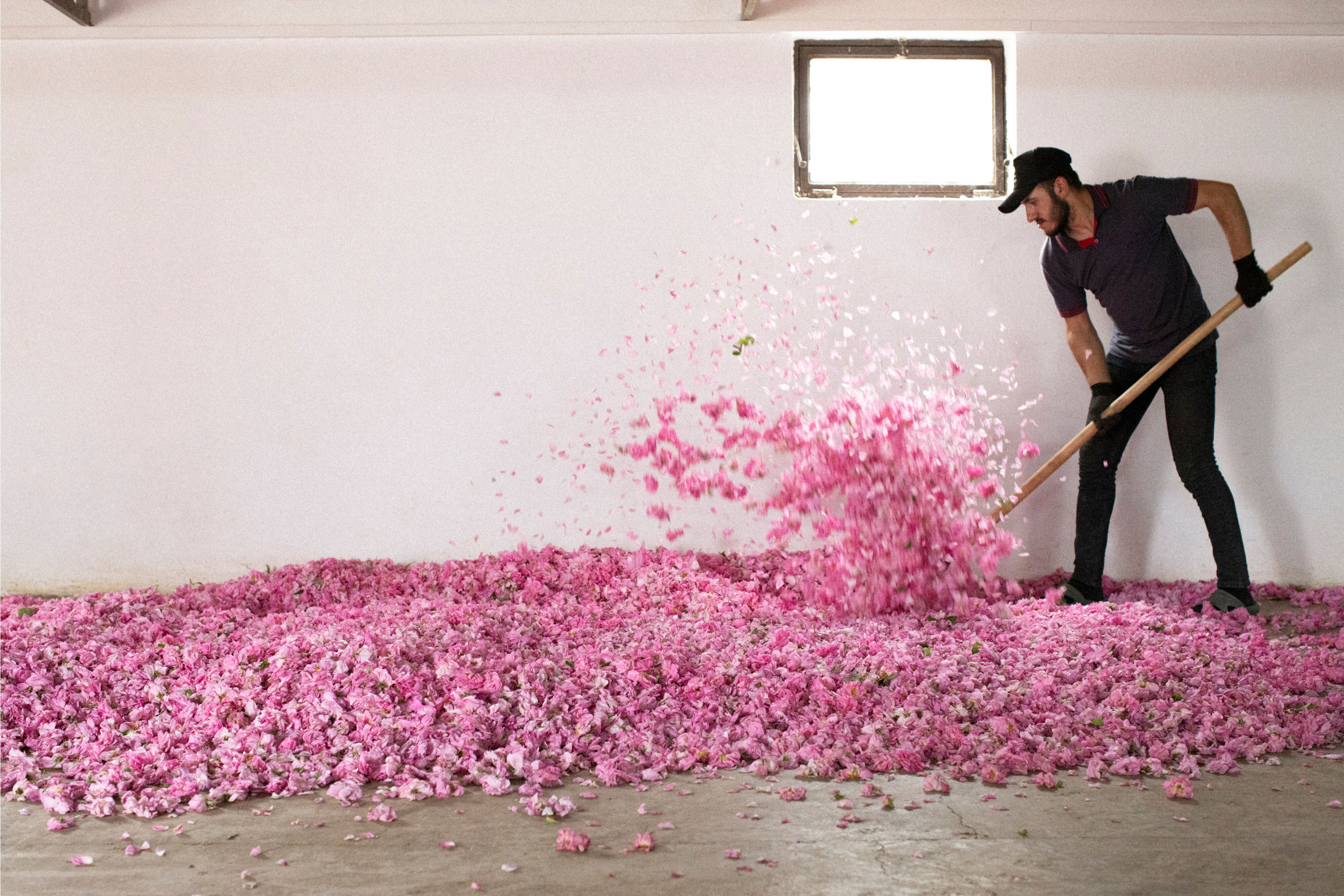 植物・成分イメージ